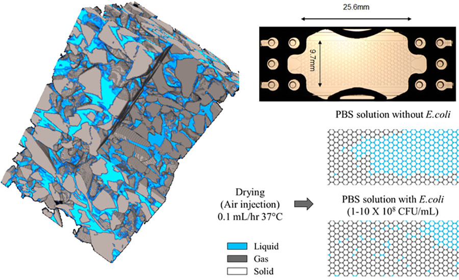 The flow of active fluids in 2D microfluidic chips and 3D porous media
