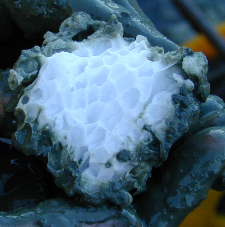 Structure of a methane clathrate block found embedded in sediment in the subduction zone off Oregon’s coast. A German research ship found this hydrate roughly 4,000 feet below the ocean’s surface in the top layer of the ocean floor. (Photo Courtesy: Wusel007 via Wikimedia Commons)