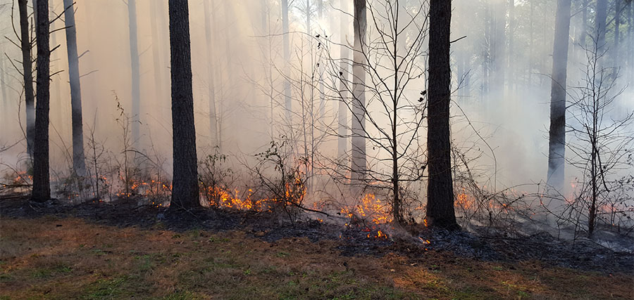 A prescribed burn near Griffin, Georgia.