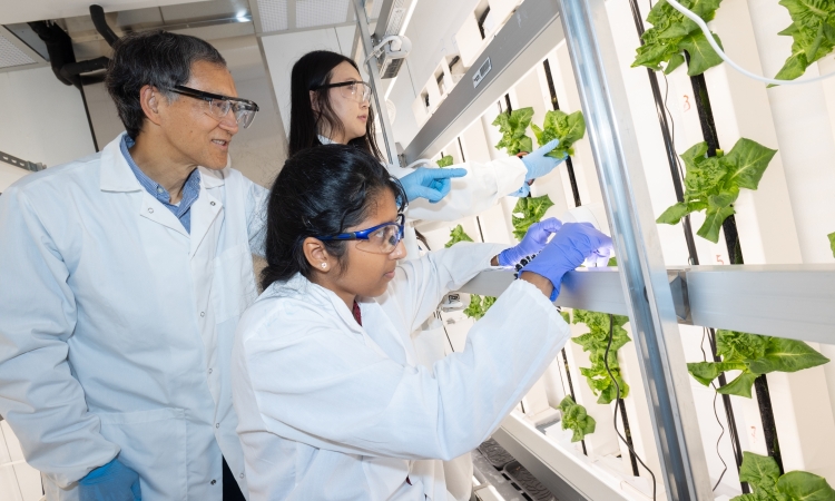 Three researchers in lab coats and glasses look at hydroponic lettuce