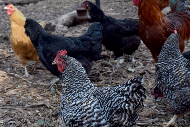 Several chickens walking on a leaf and stick-covered area in Hapeville, Georgia. Joe Brown and a team of Georgia Tech researchers have received a grant from the U.S. Centers for Disease Control and Prevention to study how antibiotic use on poultry farms might impact waterways near and downstream from the farms. They will collect samples in north Georgia to measure antibiotic resistance genes and resistant pathogens in the environment. (Photo: Jess Hunt-Ralston)