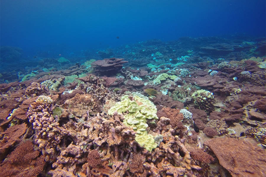 Coral reef off Kiritimati Island. (Photo: Pamela Grothe)