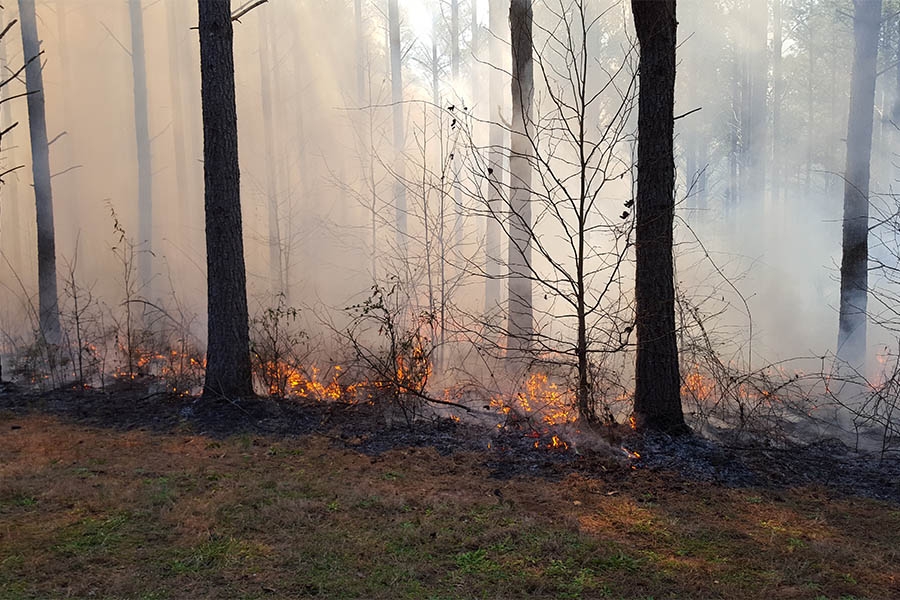 Prescribed burn near Griffin, Georgia