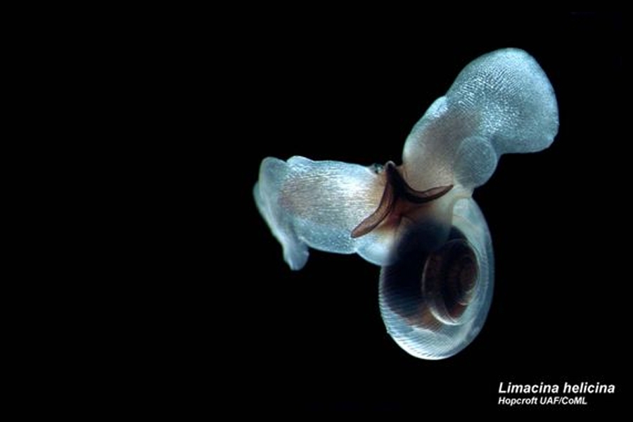 A sea butterfly (Limacina helicina). Photo: EOL Learning and Education Group via Flickr.