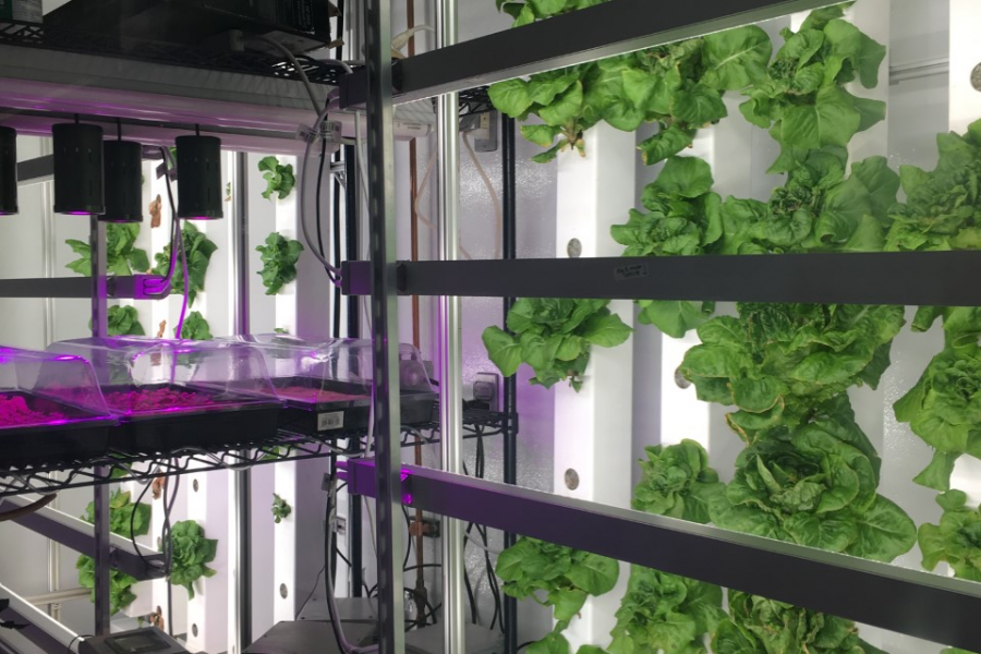 lettuce growing in a hydroponic facility 